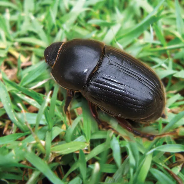 Searles Control African Black Beetle Treatment